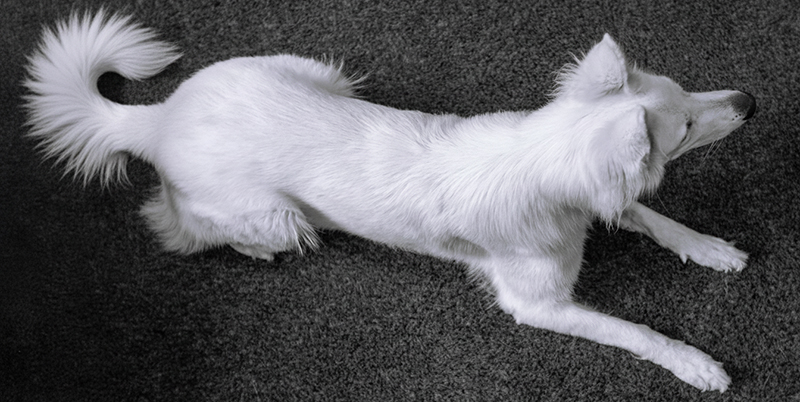 Vetbed Merino zezhora velka rozl ocas web